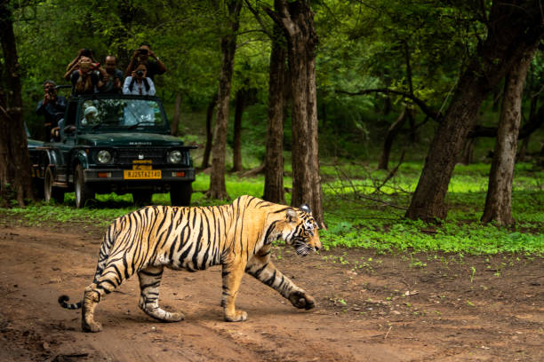 Pench National Park